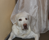 ������ �� ������� � ����. ���������� ������