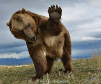 Фотомодель по медвежьи