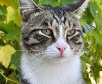 Мой Кот Мот