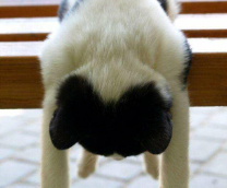 ������� ��������� ������������