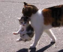 Отцы и дети, дочки матери