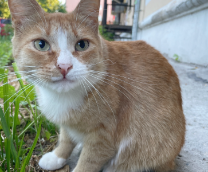 ������. ������.