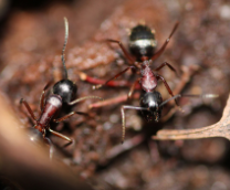 Camponotus herculeanus.  