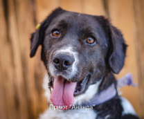 ������� �������� ����� �� ������)