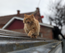 ����� ������� ���� ��������