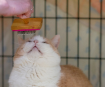 ��������� ��� ��������