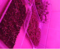 ��� �����������