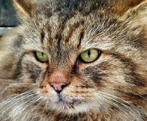 Котики 365